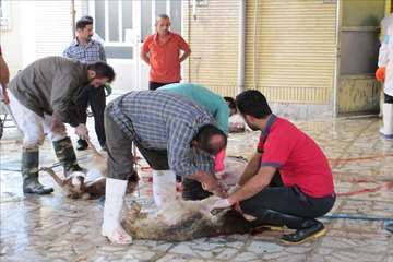 عید سعید قربان-گیلان 98